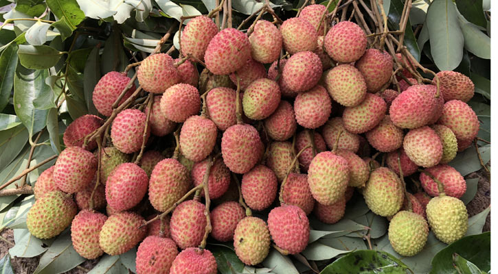 রাজশাহীর বাজারে লিচুর শ ১৬০ টাকা